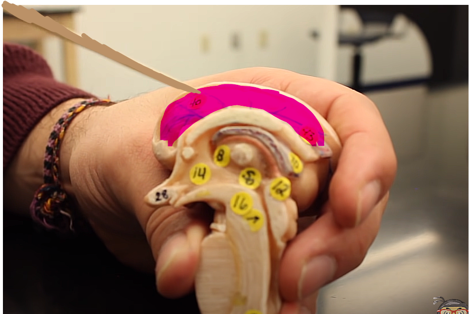 <p>ventricles pg. ~442</p><p>what is this structure?</p>