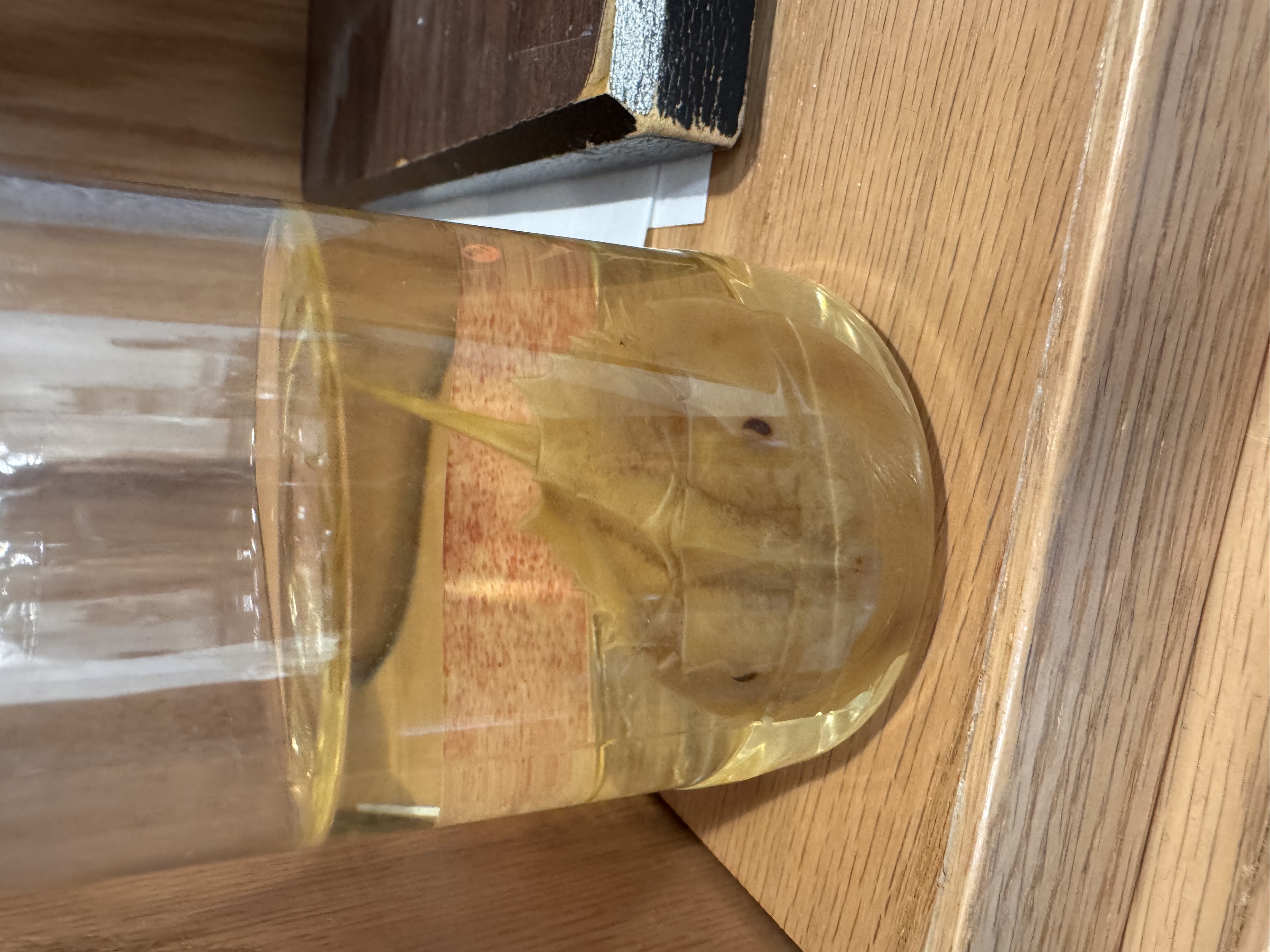 <p>Horseshoe crab</p>