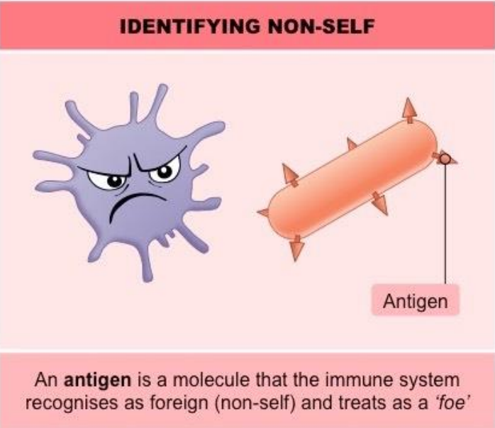 <p>Cells that don’t belong to our bodies like microorganisms</p>