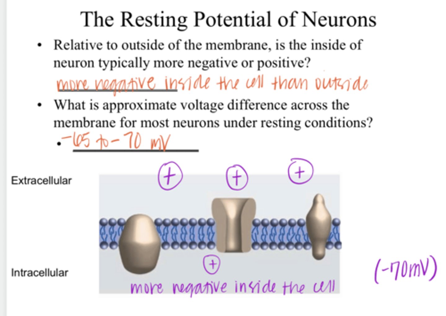 <p>What is the approximate voltage difference across the membrane for most neurons under RESTING conditions?</p>