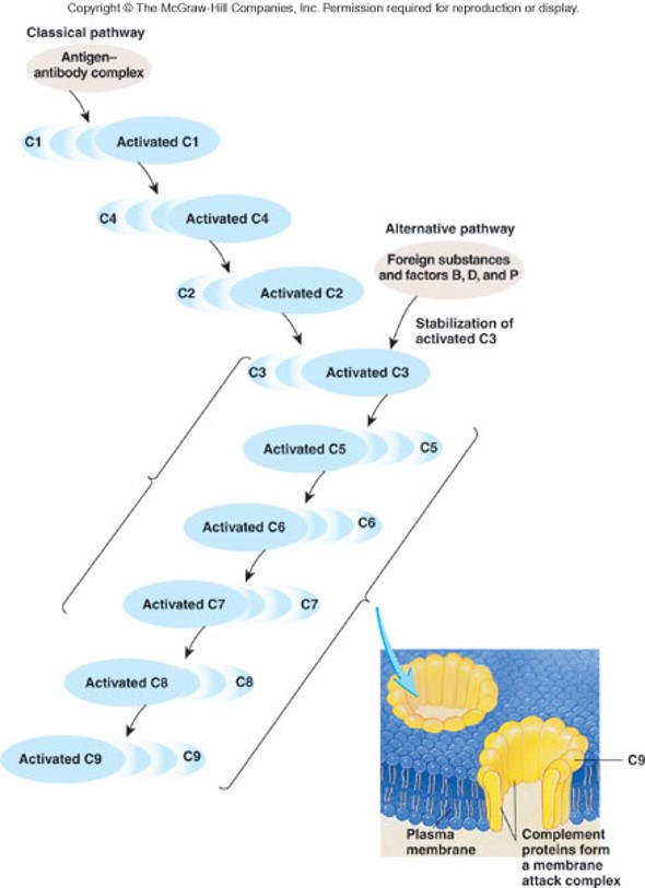 
1. Alternative pathway: C3 binds with foreign substance
2. Classical pathway: C1 binds to an antigen-antibody complex, which then activates C4