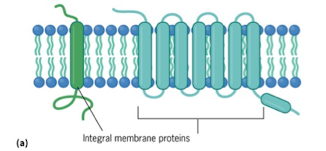 <ul><li><p>Typically contain one or more transmembrane helices</p></li><li><p>Function as receptors that bind ligands, channels, or transporters to move ions/solutes across the membrane</p></li><li><p>Amphipathic</p><ul><li><p>Single pass: One hydrophobic region → crosses membrane once</p></li><li><p>Multi-pass: Multiple hydrophobic regions → crosses multiple times (beta barrel proteins)</p></li></ul></li></ul><p></p>