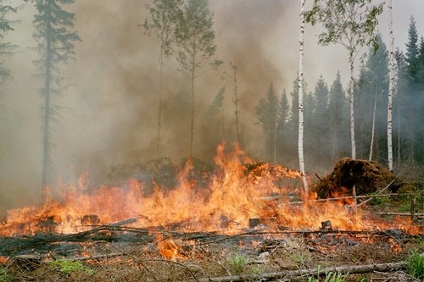 <p>... The removal of forest was done using "slash and burn" technique which"<br><br>1. Reduced the retention of humidity in the soil's top layer down to a depth of 1m<br><br>2. Facilitates sudden evaporation of water previously retained by forest canopy<br><br>3. Increases albedo and temperature<br><br>4. Reduced porosity of soil causing faster rainfall drainage, erosion and silting of rivers</p>