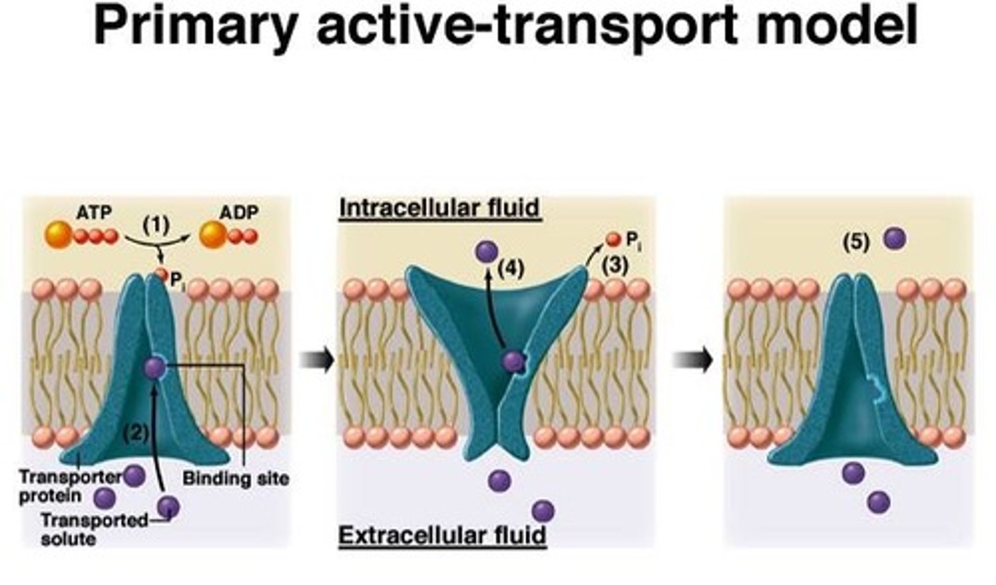 <p>-Active transport that relies directly on the hydrolysis of ATP</p><p>-Ex: Na/K pump</p>
