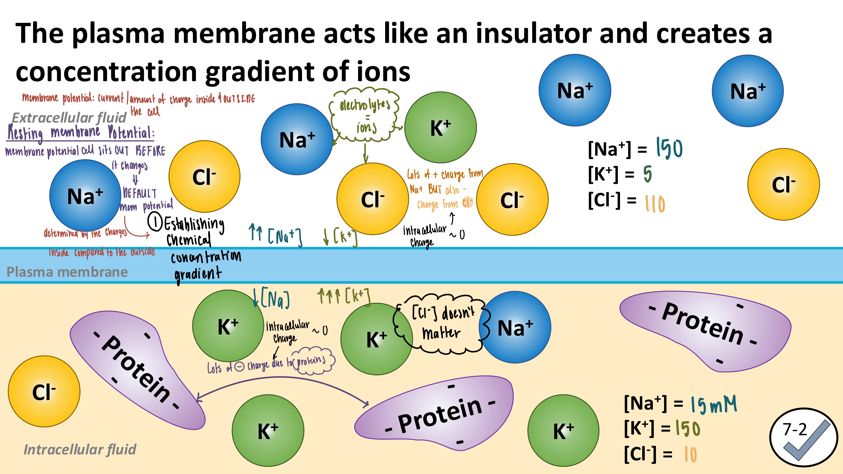 <p><strong>YES</strong></p><ul><li><p><strong><mark data-color="green" style="background-color: green; color: inherit">Intracellular Fluid</mark></strong></p><ul><li><p><strong>Negative charge</strong>: proteins</p></li><li><p><strong>Positive charge:</strong> K<sup>+</sup> ions</p></li></ul></li><li><p><strong><mark data-color="blue" style="background-color: blue; color: inherit">Extracellular Fluid</mark></strong></p><ul><li><p><strong>Negative Charge:</strong> Cl<sup>-</sup></p></li><li><p><strong>Positive Charge</strong>: Na<sup>+</sup></p></li></ul></li></ul><p></p>