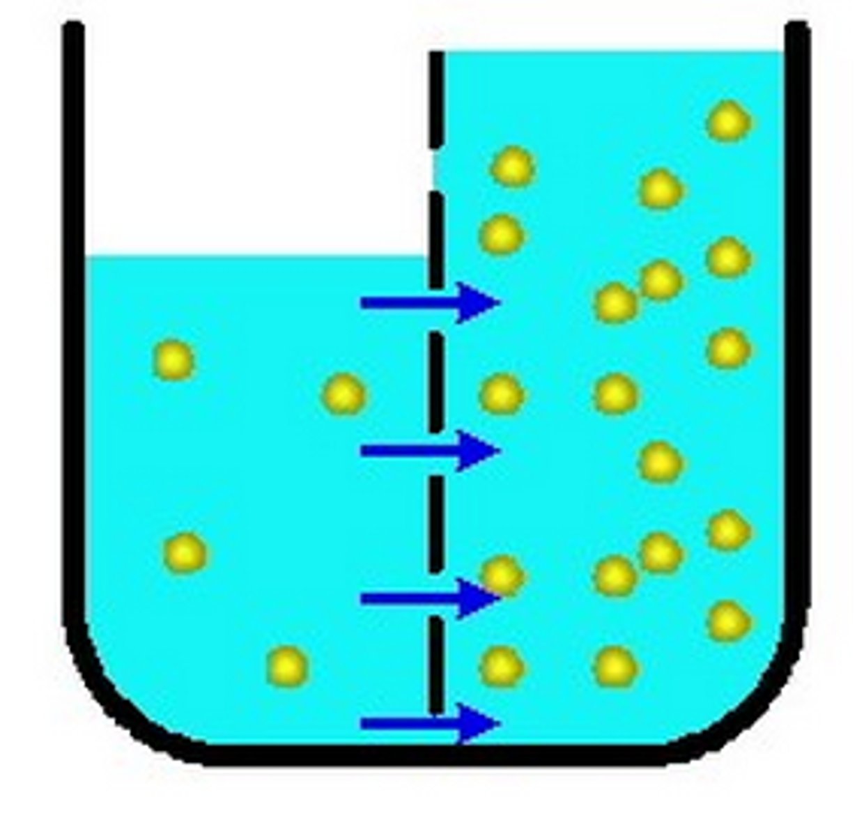 <p>water is going to move from low concentration to high concentration to achieve homeostasis. equalizes porportions</p>