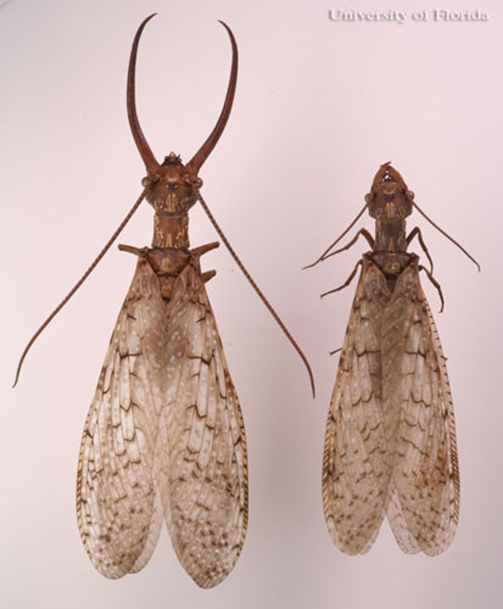 <p>large jaws, similar wing structure to Neuroptera (lacewings, antlions) although jaws may give it away, 3 ocelli, 5-segmented tarsi</p>