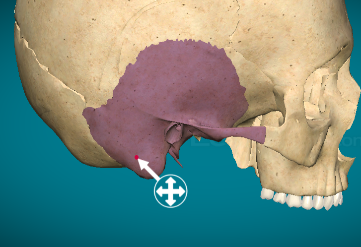 <p>Mastoid process</p>