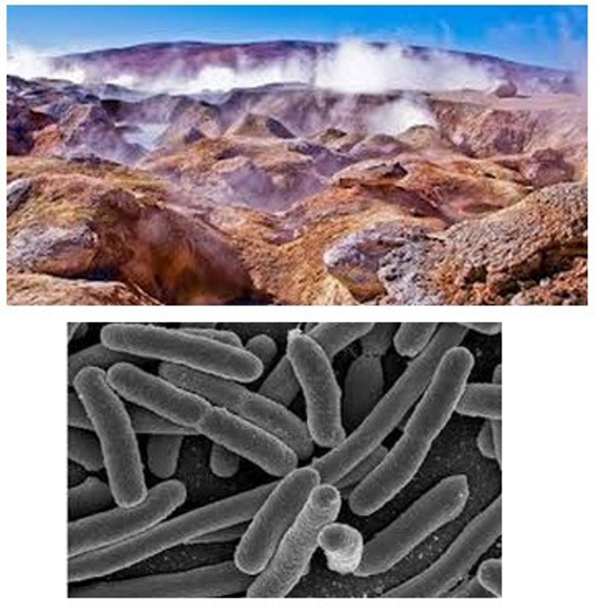 <p>methanogens, halophiles, thermophiles</p>