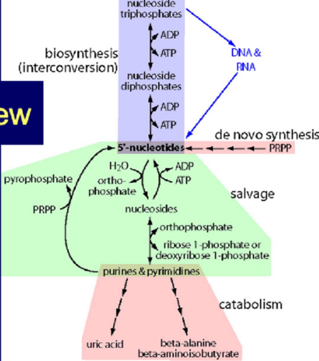 <p>Two different ways to get nucleotides<br>they can either be made (de novo)<br>or recycled (salvage pathway)</p>