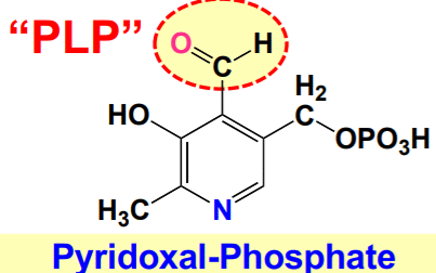 <p>1) Coenzyme - Pyridoxal Phosphate - PLP</p><p>1a) PLP --> amino acid metabolism (higher protein intake = higher B6 intake)</p><p>1b) PLP --> glycogen degradation,</p><p>1c) PLP --> heme synthesis</p><p>1d) other = sphingolipids in myelin sheath, and niacin (B3), neurotransmitters (serotonin, epinephrine, norepinephrine, GABA), and histamine</p><p>2) Non-coenzyme = Facilitates binding of steroid hormones & transcription factors for gene expression</p>