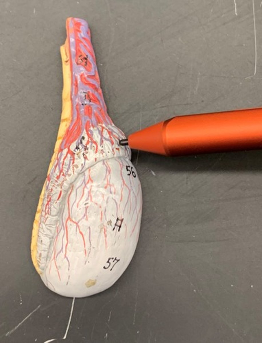 <p>contains efferent ductules and is located on superior aspect of testis</p>