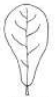<p>Spatulate</p>
