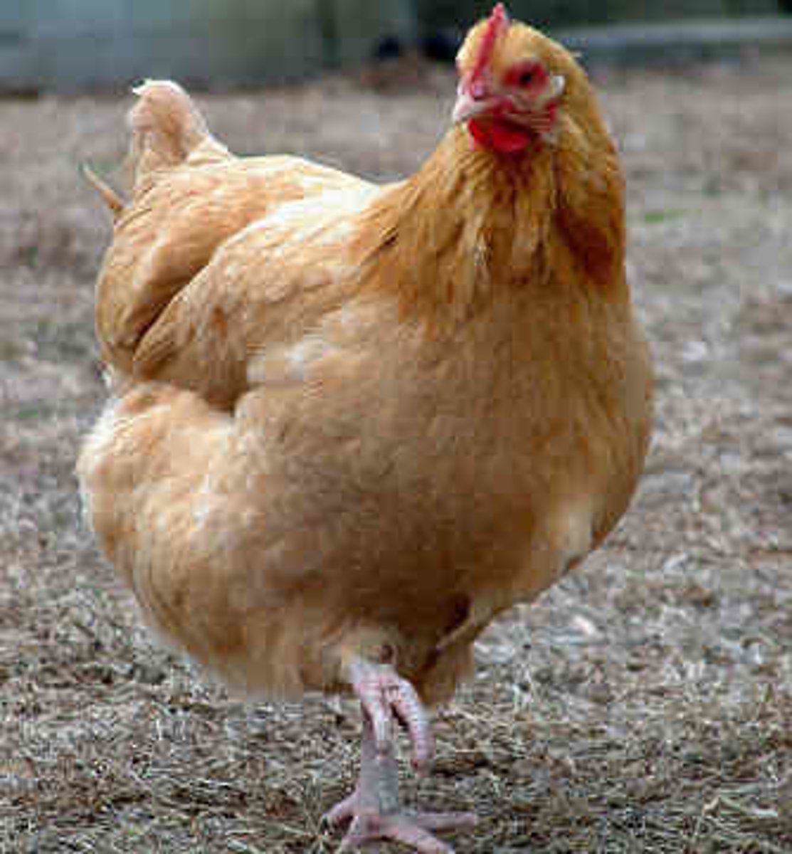 <p>курица</p>