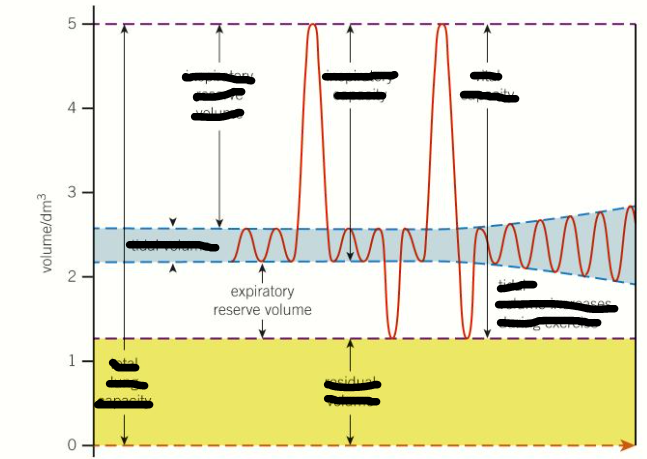 <p>Expiratory reserve volume</p>