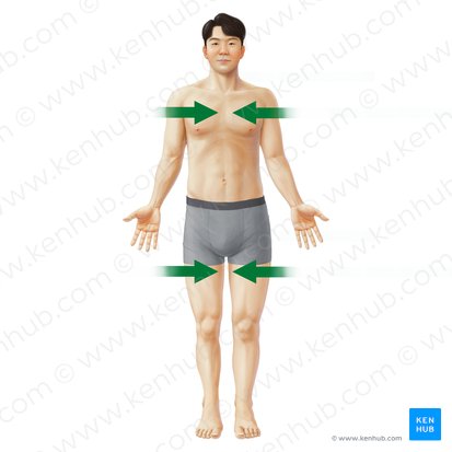 <p>-towards the midline or center of the body</p>