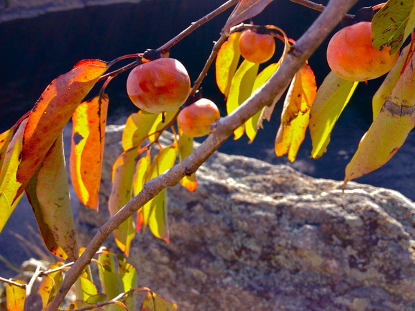 <p><em>Diospyros virginiana</em></p>