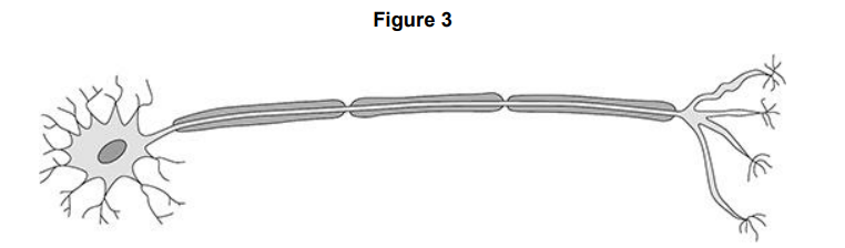 <p>Figure 3 shows another specialised cell. Name the type of cell in Figure 3.</p>
