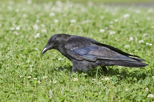 <p>Corvus brachyrhynchos</p>