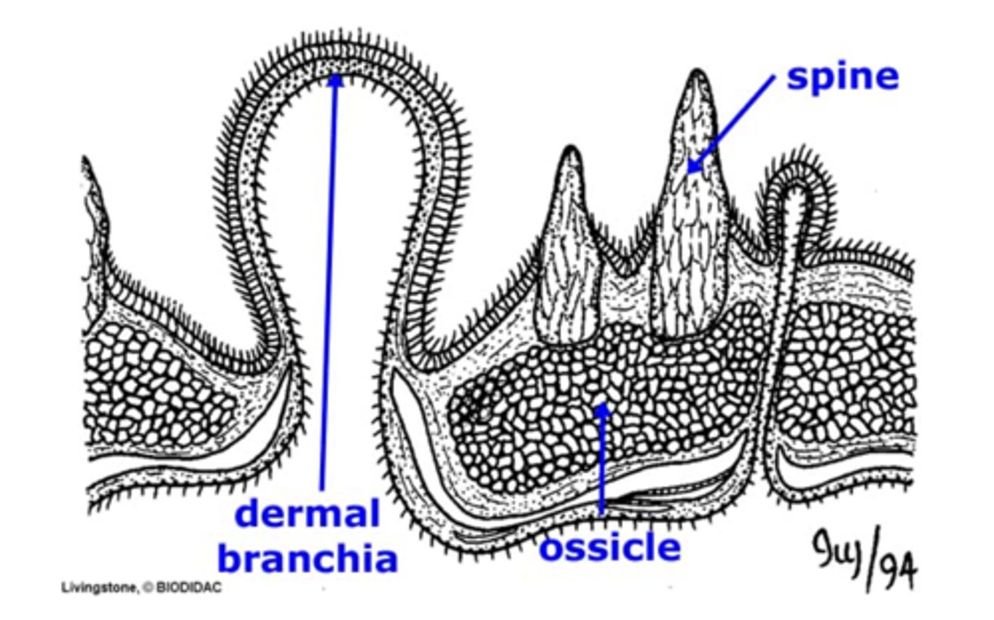 <p>these are microscopic, calcareous elements found in the dermis of the body wall. They are part of the endoskeleton and provide rigidity and protection</p>