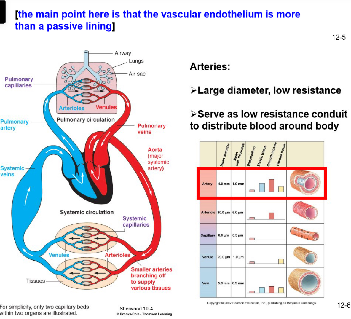 <ul><li><p>large diameter, low resistance&nbsp;</p></li><li><p>serve as low resistance conduit to distribute blood around body</p></li></ul><p></p>