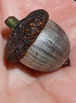 <p>Scientific Name</p>