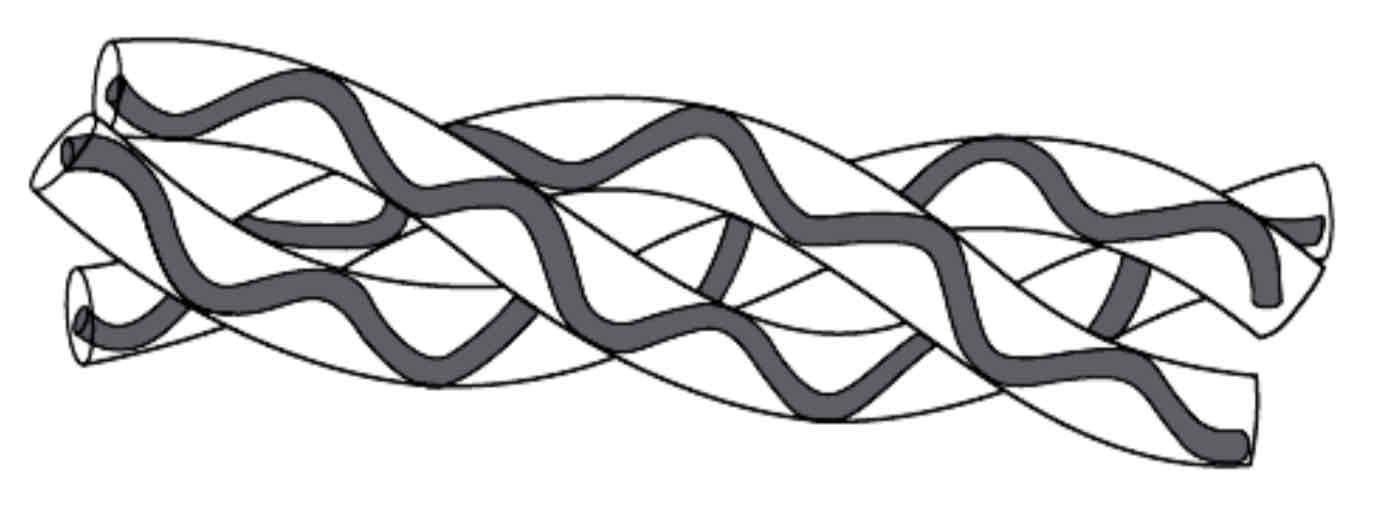 <p>Fibrous proteins perform structural functions. They consist of polypeptides in parallel chains or sheets with numerous cross linkages to form long fibres e.g. keratin in hair. Fibrous proteins are insoluble in water, strong and tough.</p><p>Collagen (see the diagram) provides the properties needed in tendons (tendons attach muscle to bone); a single fibre consists of three identical polypeptide chains twisted together like a rope. These chains are linked by cross-bridges, making a very stable molecule.</p>