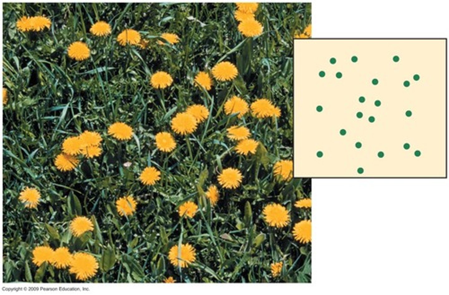 <p>occurs when a population is spread through a habitat by chance alone; an example would be dandelions on a hillside</p>