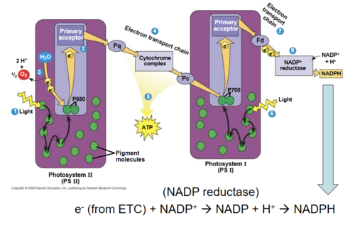 the first electron transport chain makes ATP and uses electrons from light
