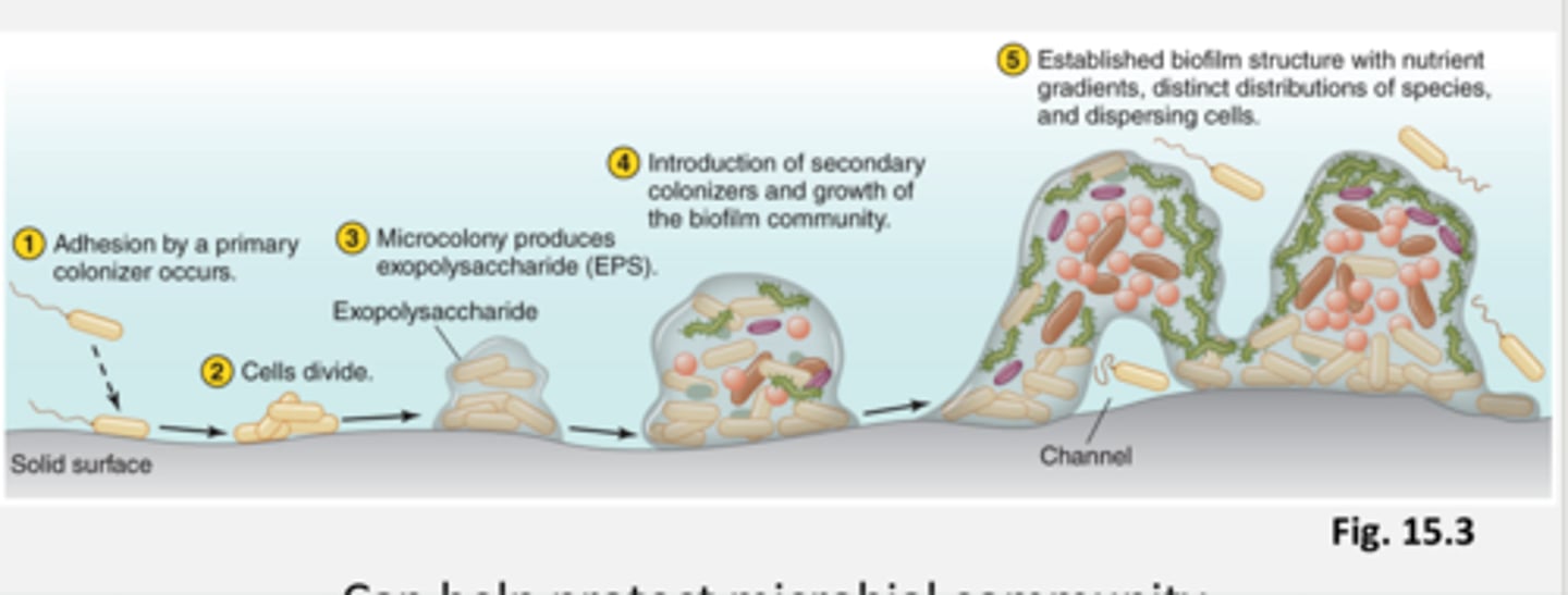 <p>- formed in response to environmental signals</p><p>- can help protect a microbial community (for example antibiotic resistance)</p><p>1. adhesion by a primary coloizer occurs and attaches to the solid surface</p><p>2. cells of the coloizer divide a lot</p><p>3. microcolony produces expolusacharide (EPS)</p><p>4. introduction of secondary colonizers and growth of the biofilm community</p><p>5. established biofilm structure with nutrient gradients, distinct distributions of species, and dispersing cells \</p><p>these microbes will now behave differently as a biofilm than they would have as individual cells or a small clumping of cells.</p>