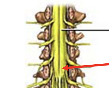 <p>tapered distal end of the spinal cord </p>