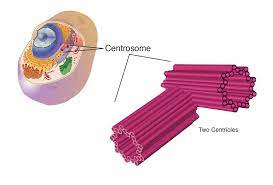 <p>A structure present in the cytoplasm of animal cells that functions as a microtubule-organizing center and is important during cell division. A centrosome has two centrioles. </p>