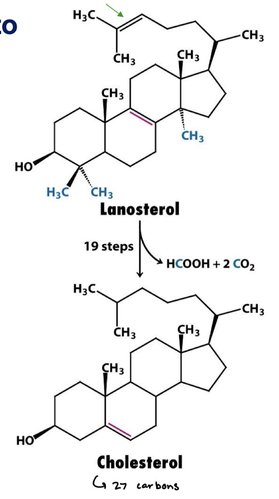 <ol><li><p>Removal of 3 methyl groups</p></li><li><p>Reduction of 1 double bond by NADPH</p></li><li><p>Migration of another double bond</p></li></ol><p></p>