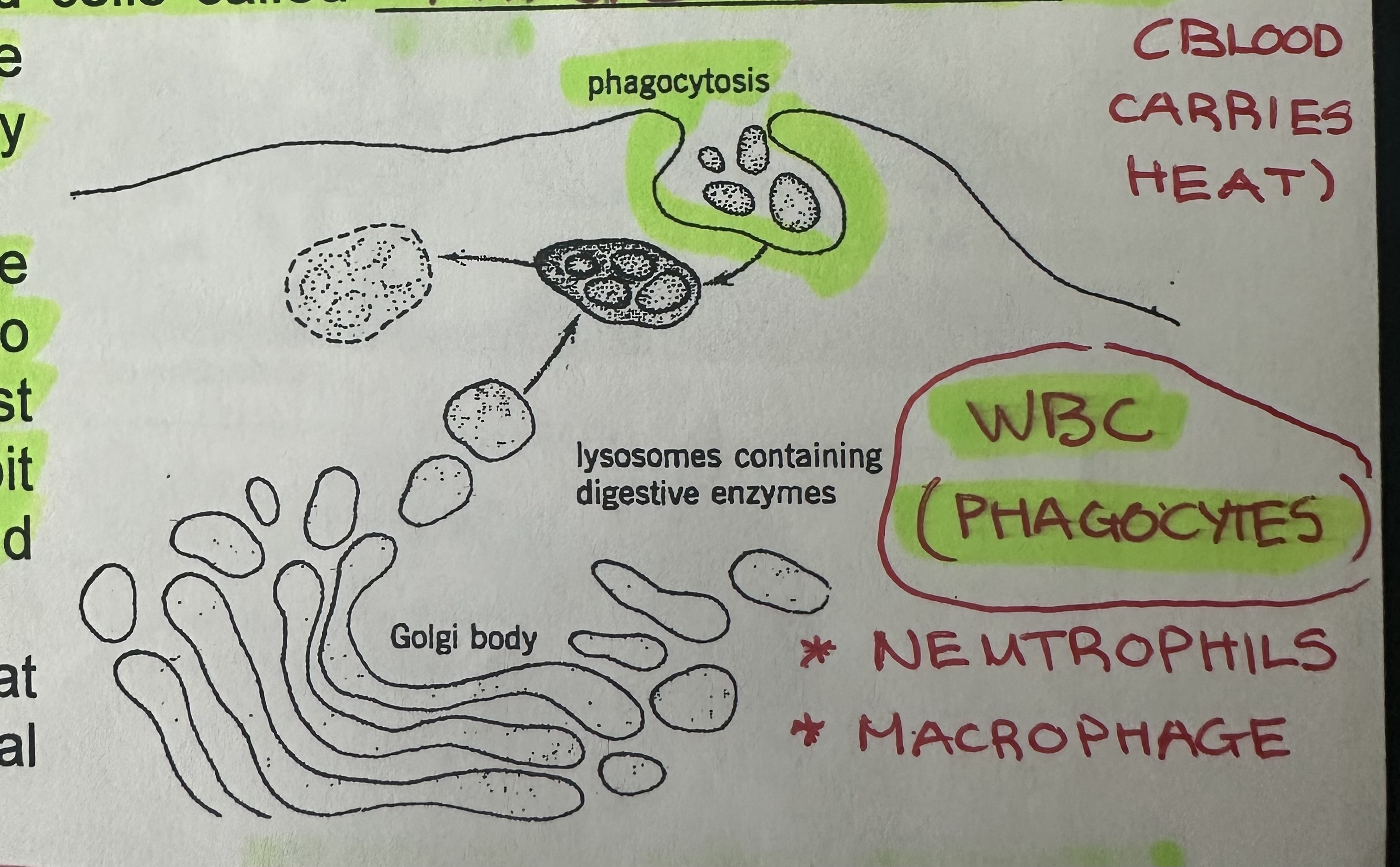 <p>White blood cells (phagocytes) are crowding into the site of the wound and engulfing foreign invaders (phagocytosis).</p>