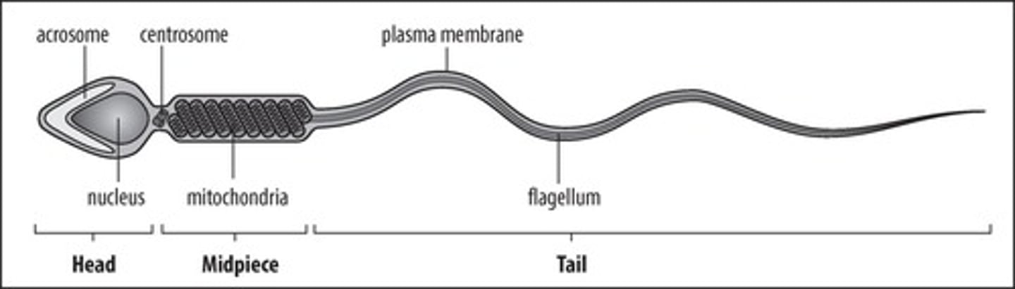 <p>Cap-like structure on sperm containing enzymes.</p>