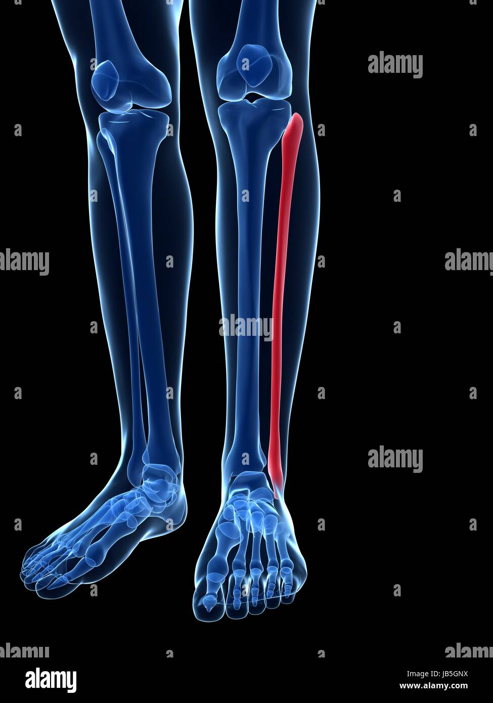 <p>Lateral shin bone. Features: head, shaft, lateral malleolus.</p>