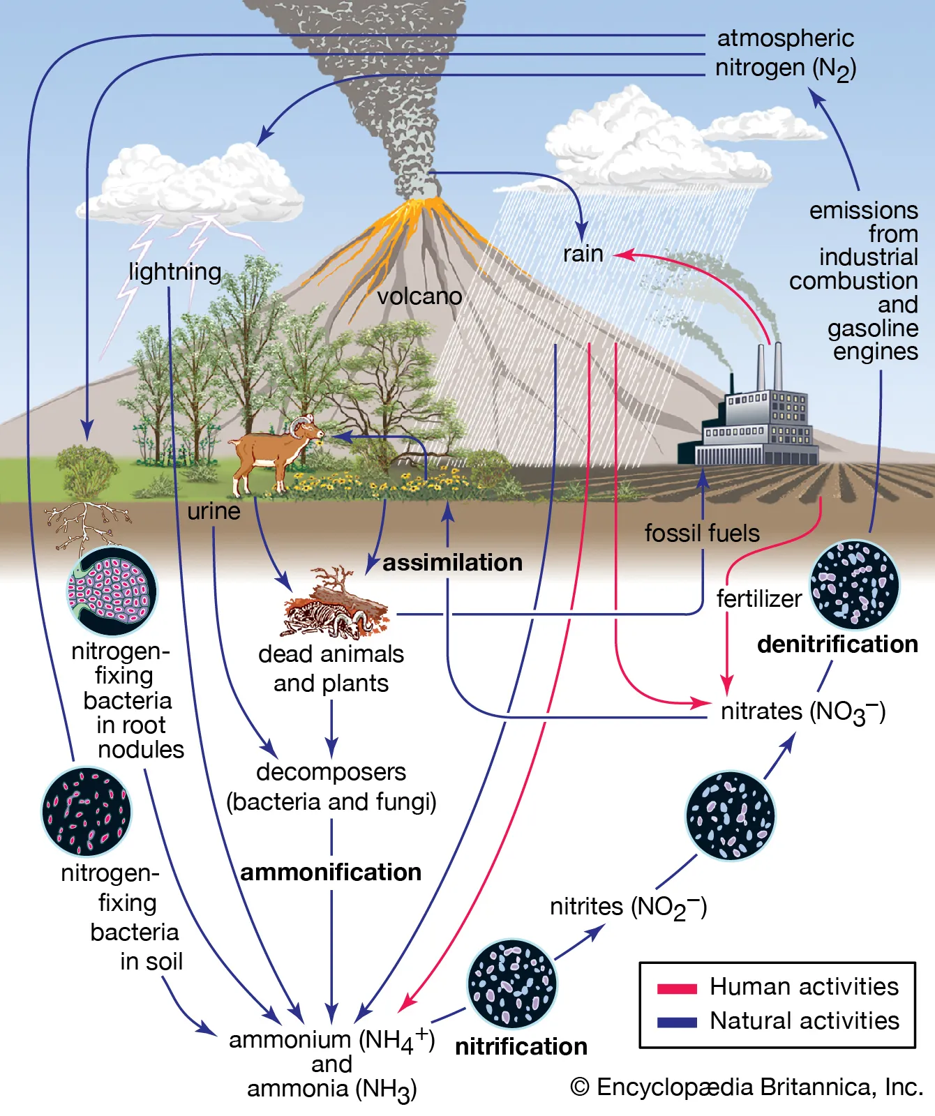 the biogeochemical cycle by which N is converted into multiple chemical forms as it circulates among atmospheric, terrestrial, and marine ecosystems