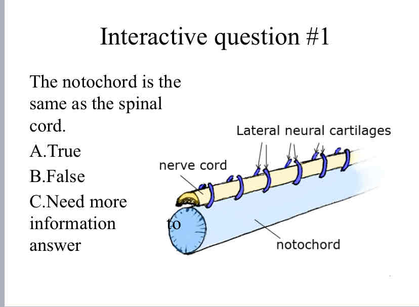 <p>Practice Question (Notochord) - The notochord is the same as the spinal cord.</p>