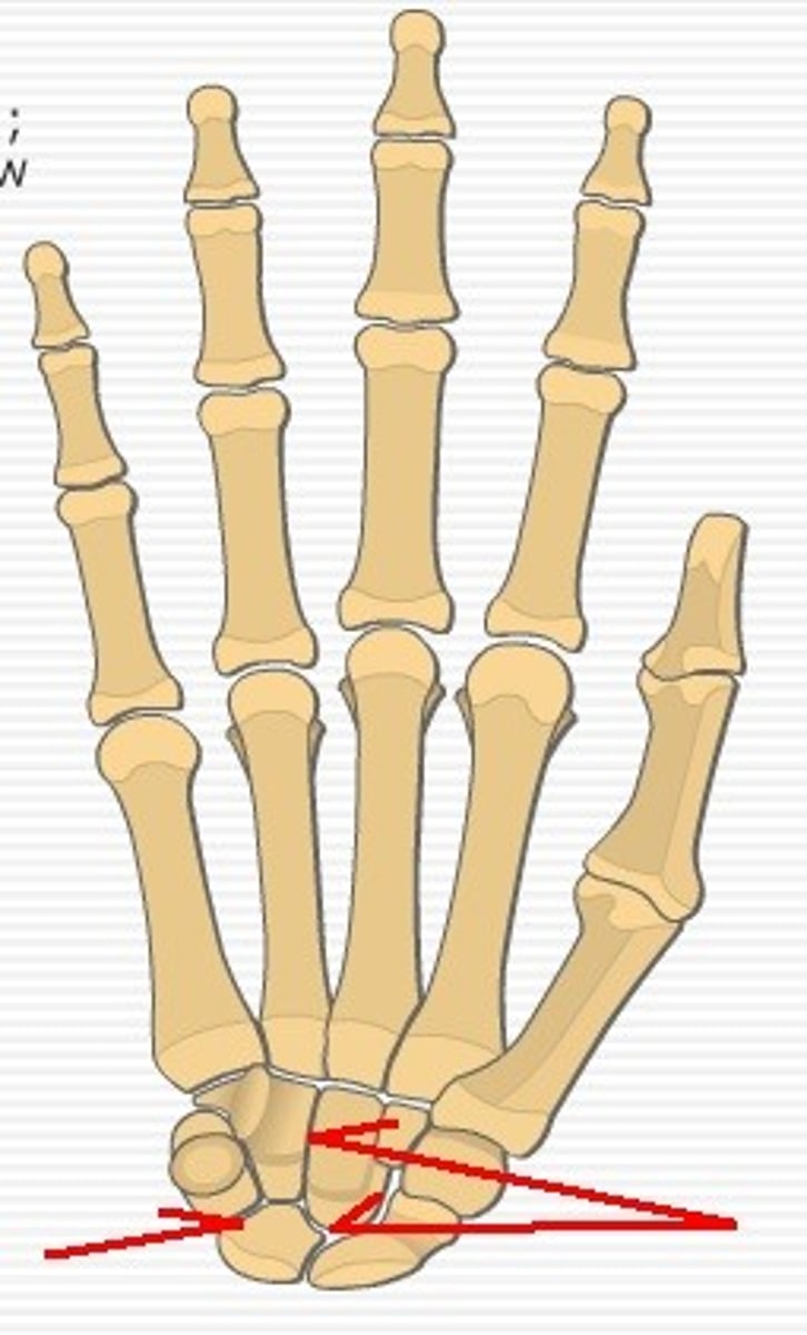 <p>intercarpal and intertarsal joints</p>
