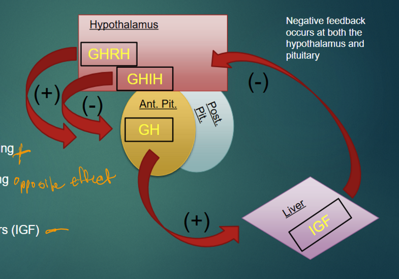 <p>growth hormone-releasing hormone (GHRH), growth hormone-inhibiting hormone (GHIH), growth hormone (GH), and insulin-like growth factors (IGF) </p>