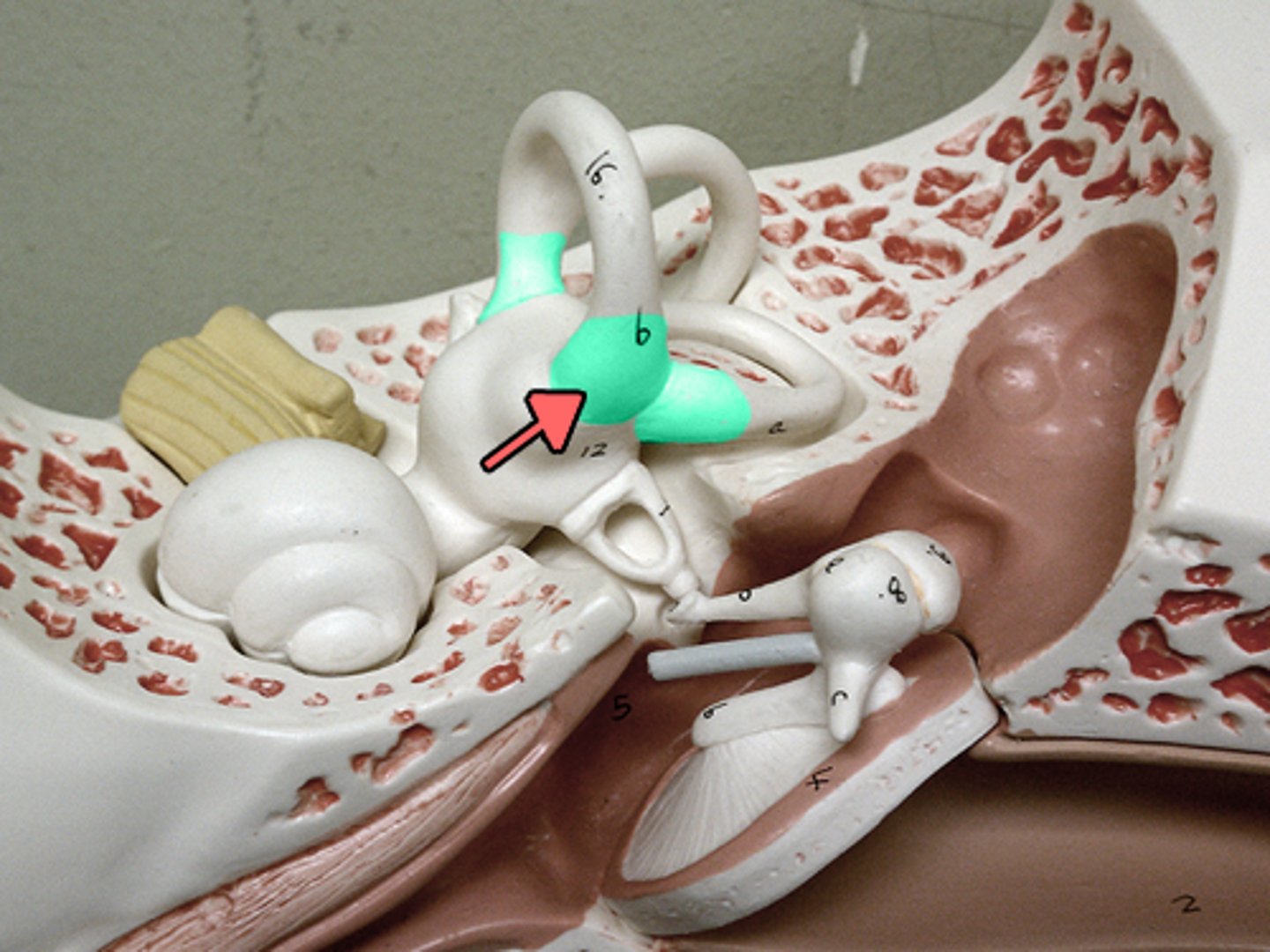 <p>bulbous expansions at the base of each canal in the inner ear that contain the sensory organs for balance and head rotation</p>
