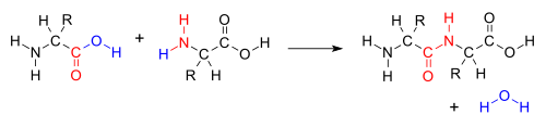 <p>Condensatiereactie.</p>