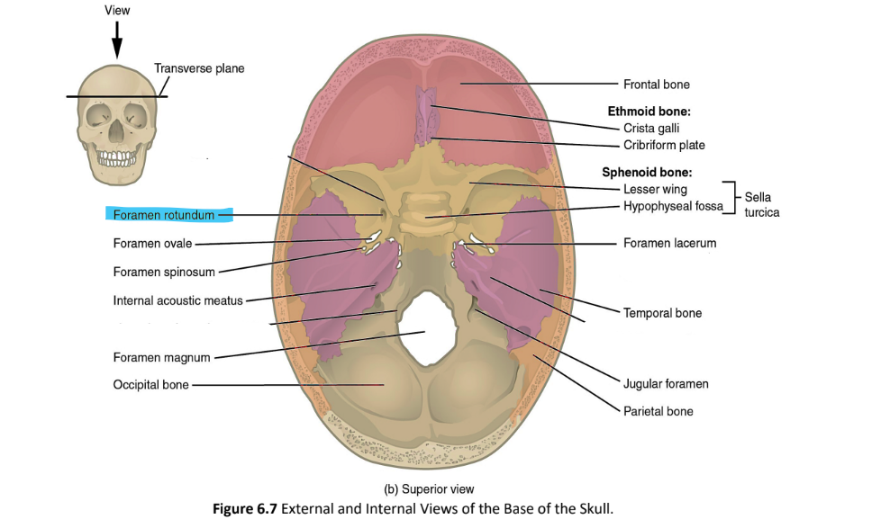 <p>foramen rotundum</p>