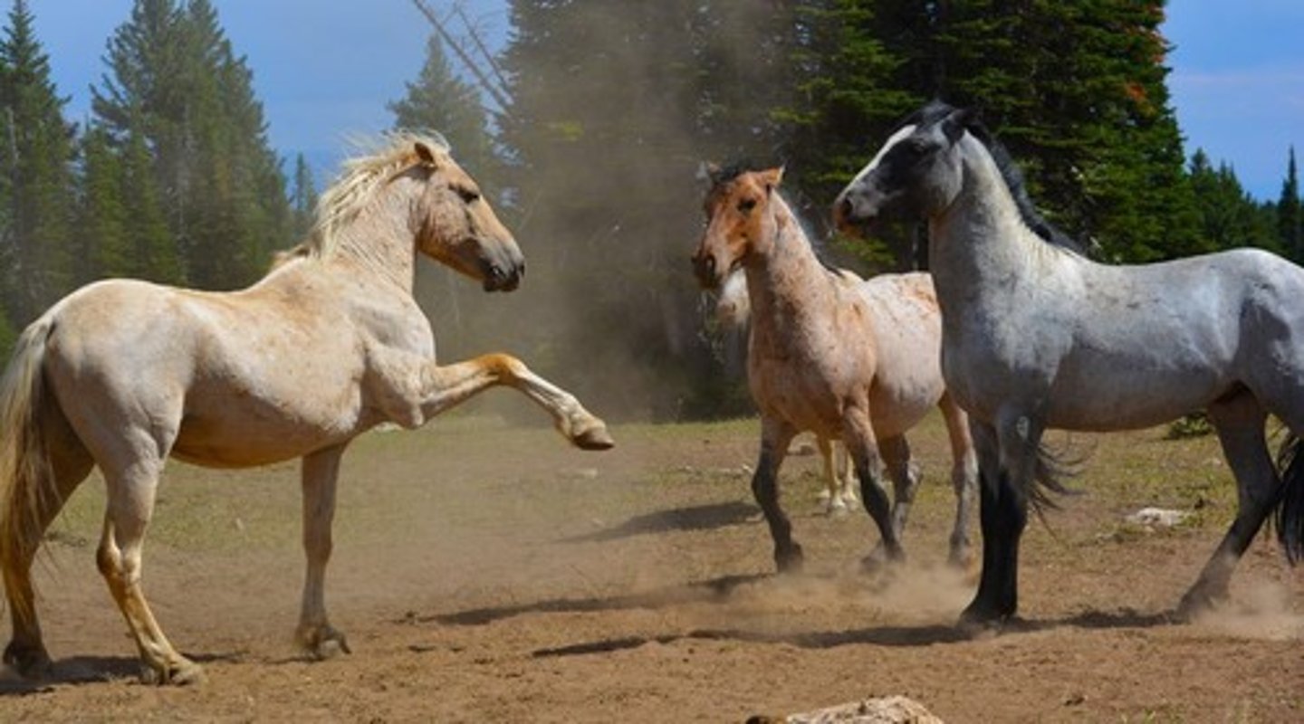 <p>Feral or wild horses that are Spanish and are from western US, over graze native ranges and are managed by the Bureau of Land Management.</p>