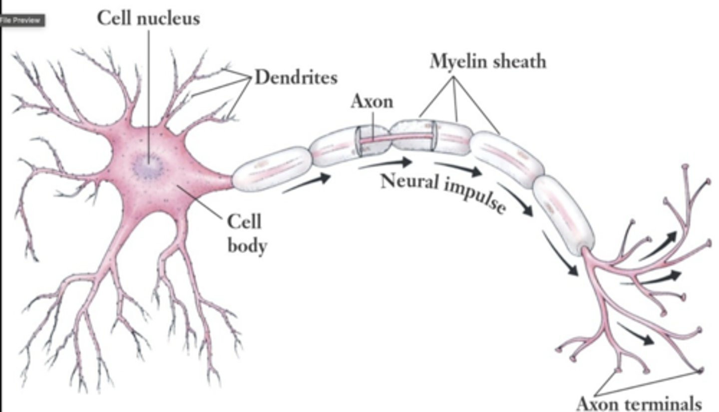 <p>Sensory (afferent) neurons, motor (efferent) neurons,interneurons</p><p>• Characterized by all-or-nothing response</p>