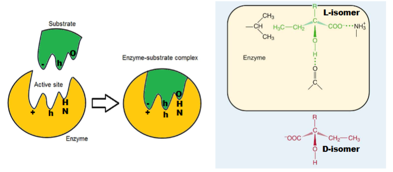 <p>Its complementary (types: geometrical, molecular, sterochemical complementarity)</p>