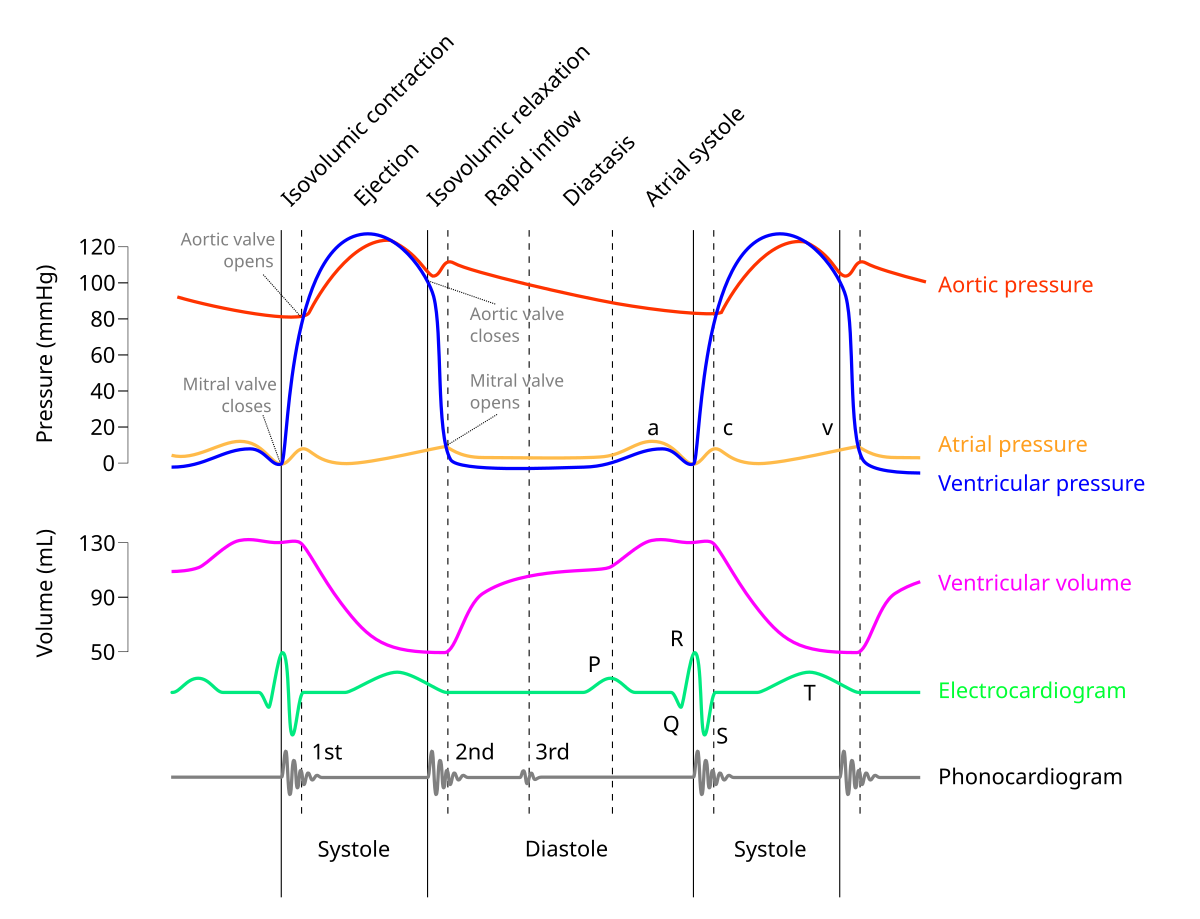 <p>end of isovolumetric relaxation (shortly after t wave) </p><img src="https://knowt-user-attachments.s3.amazonaws.com/ea45ff65-db5c-4a01-b8bf-0be37783b7b5.png" data-width="100%" data-align="center"><p></p>