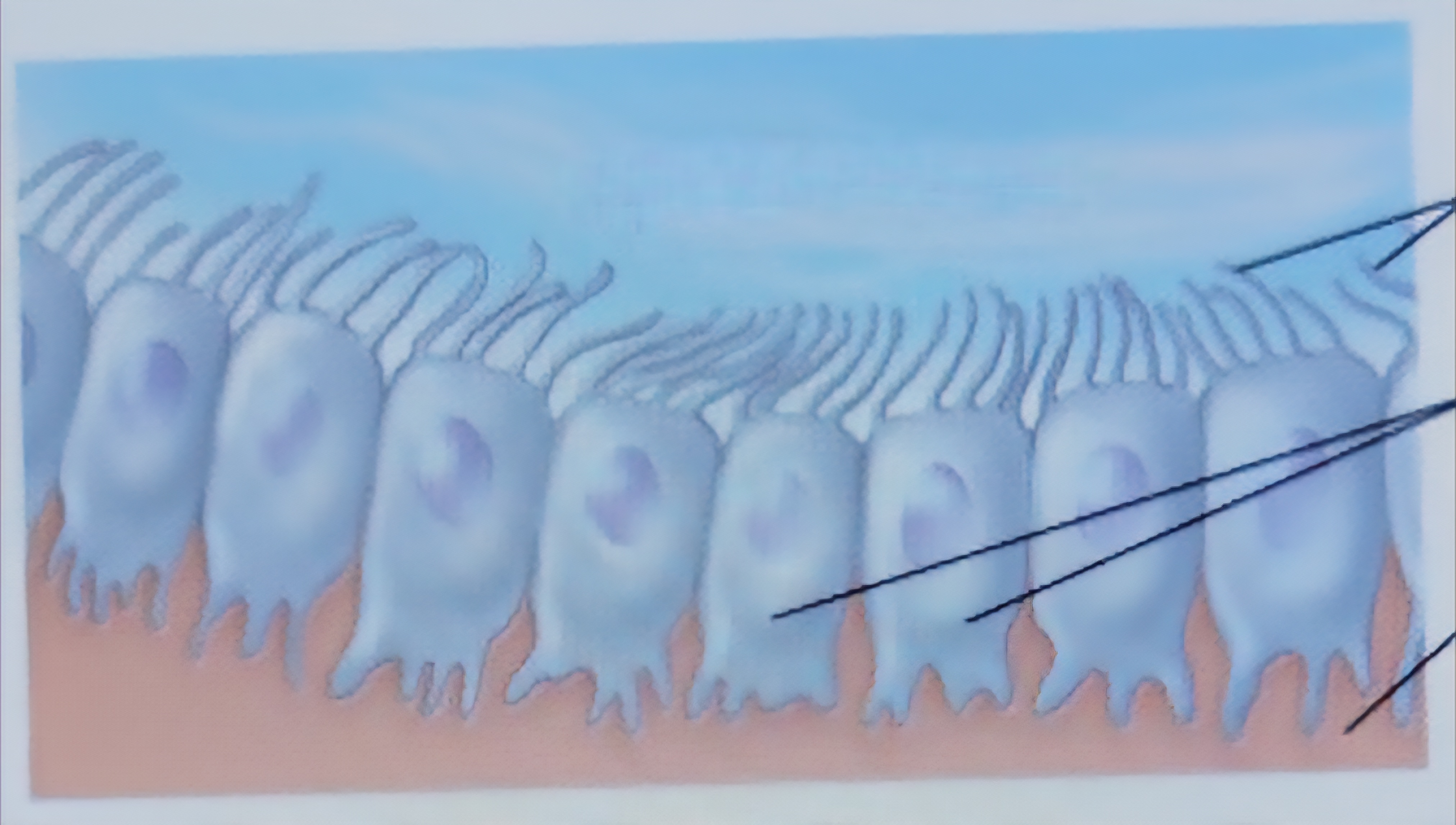 <p>Line brain and spinal cavities, form permiable barriers between the CSF in cavitiea and fluid bathing CNS cells</p>