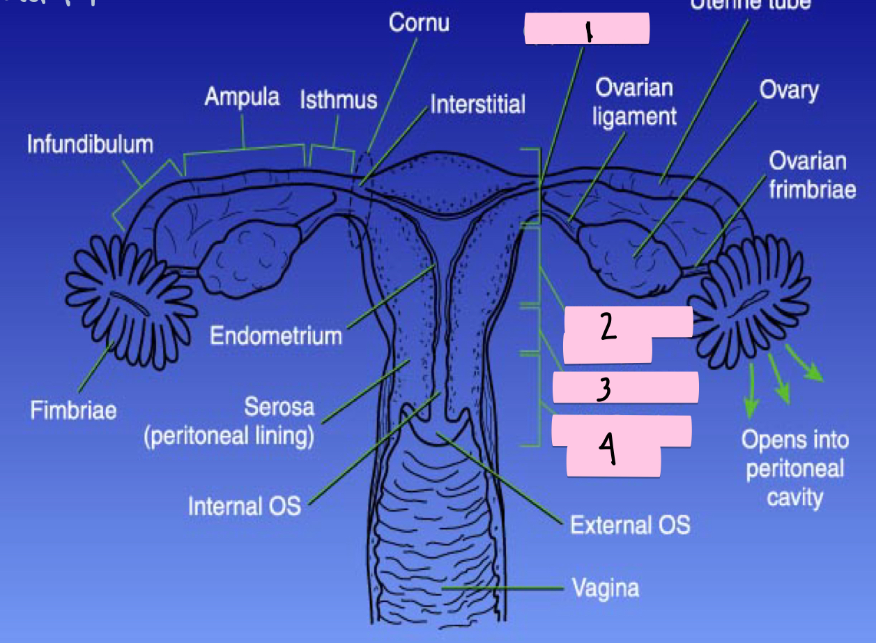 <p>What is 3 pointing to?</p>