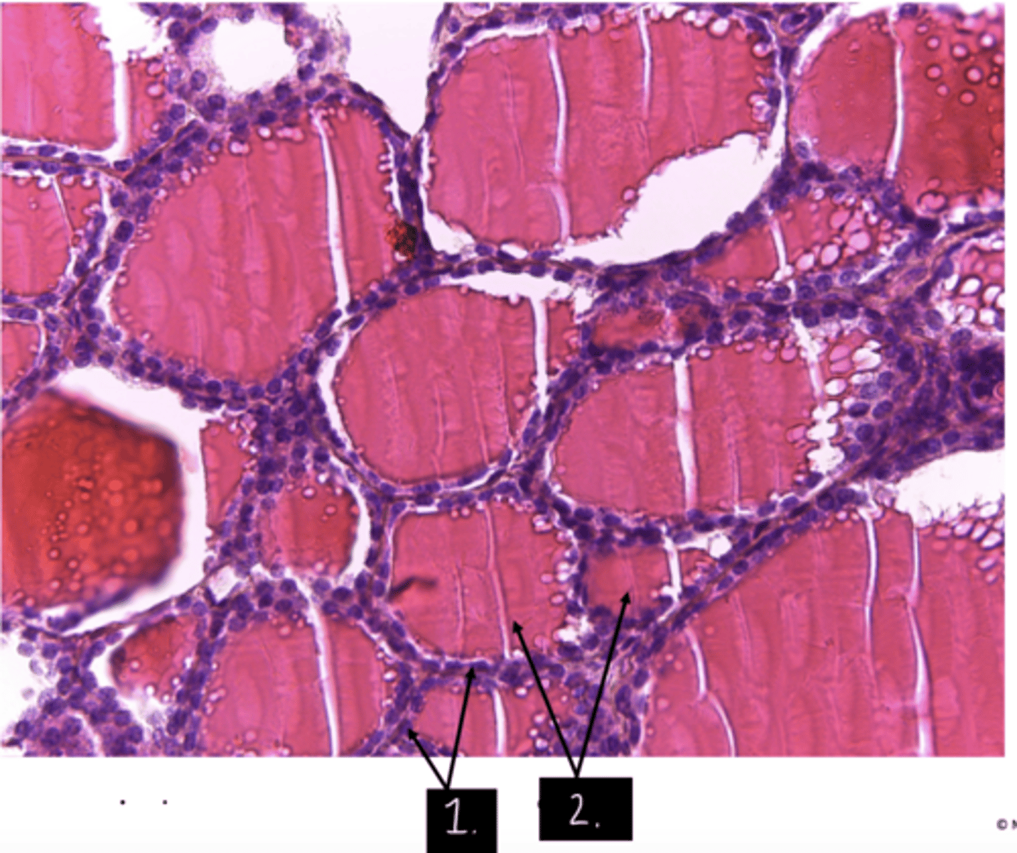 <p>What is this structure (think entire slide)?</p>